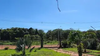 OQUE FIZEMOS COM A ROSA QUE O VENTO ARANCOR 😱🫣🧐