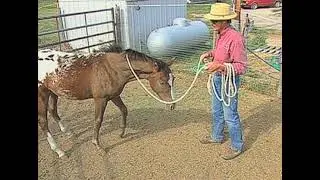 WORKING WITH YOUNG HORSES •  WITH FRANK BELL
