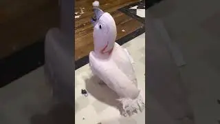 Misha bird made a mess like a toddler and talks to me like one - and then he plays fetch like a dog!