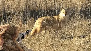 Coyote Hunting Shotgun Double