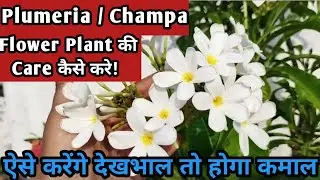 चंपा के जङों में एकबार यह मिला दो सालभर फूल आते रहेगें / Best fertilizer for Champa Plant