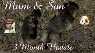 Dex & Sehki 3 Month Puppy Update