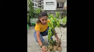 most viral exotic fruits plant grow at home in pot / गमले में लगाएं viral फल वाले पौधे #gardening 