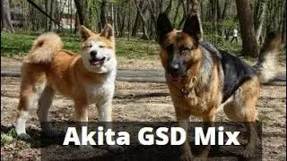 Endmost Guide Akita German Shepherd Mix