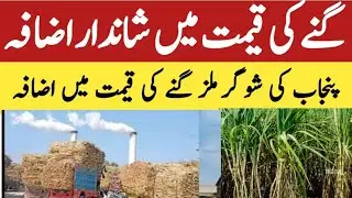 Sugar cane latest rate In Pakistan /Punjab sugar mills Gana rate/Sugar cane latest rate update
