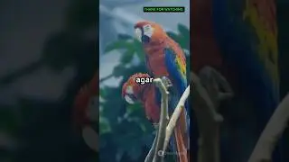 #TogetherWeFly: Parrots Build a Pond & Learn the Joy of Sharing &ndash; Heartwarming Jungle Story!