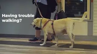 Helping Pets With Walking Issues | Specialty Vet in Chicagoland