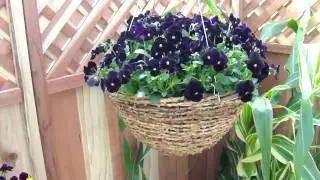 Pansy Colgante o Rastrero GTR Guaqueta Trading Recomienda