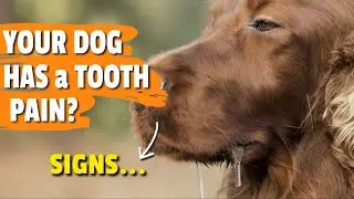 🐶🦷 SIGNS My Dog Has a TOOTHACHE