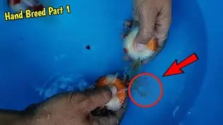 Goldfish hand breeding part 1 | Ping pong pearlscale goldfish