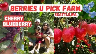 2023 Cherry Picking in Washington.#cherrypicking #blueberryfarm #washington #upick #america