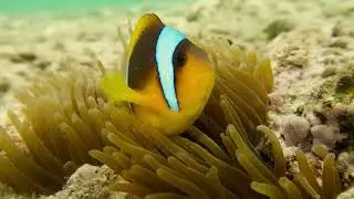 Mangrove Bay Mai 2024