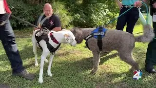 Meet Smiles: The newest therapy dog providing mental health support to Clay County firefighters