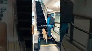 How guide dogs use escalators #shorts