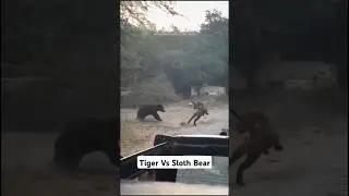 Tiger vs Sloth Bear: Rare and Intense Wildlife Clash Caught on Camera! #shorts #attack  #ytshorts