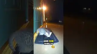 This Kitten Came Back 3 Nights in a Row&hellip; The Ring Camera Caught Why 😢🐾#trending #shorts #sad #cat