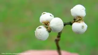 Chinese Tallow Tree | Dirty Dozen Invasive Plants Series #6