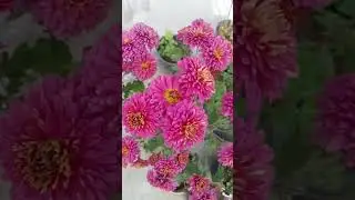 Chrysanthemum Flowers 🌼🏵️#nature #gardening #flower #chrysanthemumflower #terrace