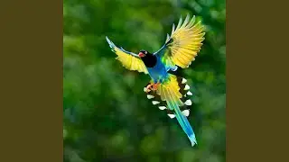I Heard a bird sing