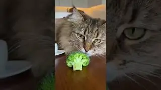 Cat Sniffing A Piece Of Broccoli#reels #animals #catfunnyvideo #animalvideos #eyecatchy #pets