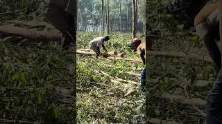 Tree-Cutting Secrets: Uncover The Unbelievable Technique 😍😍 #shorts#viral #trendingshorts