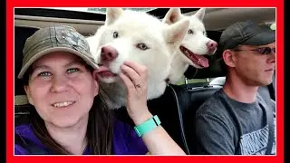 TWO SWEET HUSKIES