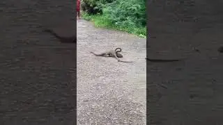 nevle aur saap ki ladai#fight between snake 🐍 and mongoose #naav aur saap me kaun jitega