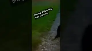 PROTECTIVE DOG vs BOBCAT #dog #shorts #viral