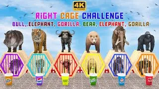 Right Cage Challenge Animal Game #animalgame #paintanimals