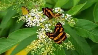 Paul Mauriat (France) - Goodbye My Love, Goodbye