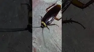 &ldquo;न्यूक्लियर ब्लास्ट में भी जिंदा रहने वाला एकमात्र जीव! Cockroach Facts&rdquo;
