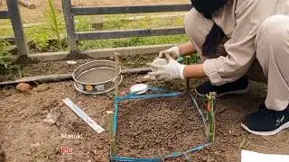 Sampling disturbed soil sample - Cresya Pricilia Putri xi APL 1