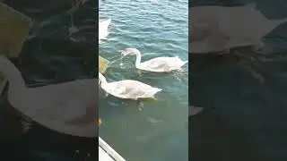 Осінній настрій #swans  19 жовтня 2025 р.