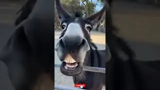 #funnyvideo #funnyvideoshorts #funnyvideocat #funnyvideoforkids #funnyvideoanimals#ai