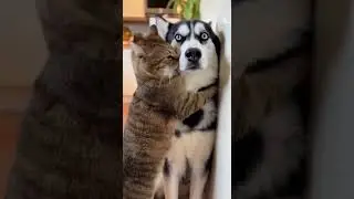Bossy Tabby Gives the Husky a Bear Hug&hellip; She Can&rsquo;t Escape 😳🐱🐶 #cute #animals #funny