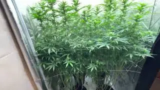 SSSC Black Lebanon grow &ndash; Day 30 Flower