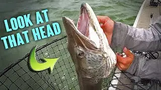 Lake St. Clair Musky OPENING WEEKEND 2018!!