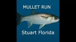 Insane Mullet Run Fishing in Stuart, FL! (Trout, Snook, Tarpon & More)