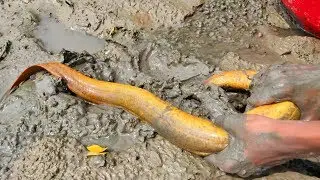 Best Eel Fishing | Boy Searching Eel Fish in Muddy Water (Part&ndash;3)