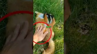 This Man Found WHAT In The Woods?! 😱🦊