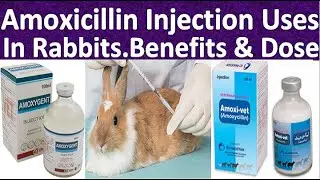 Amoxicillin Shot for Rabbits Dose and Uses Antibiotics for Rabbits Diseases and treatment