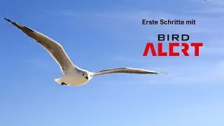BirdAlert - Die ersten Steps mit intelligenten Vogelabwehr