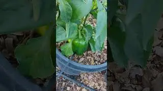 sweet yellow tomatoes, Bell peppers and mild peppers. for the spaghetti squash