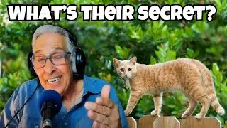 What's the Real Reason Behind Cats Amazing Balance?