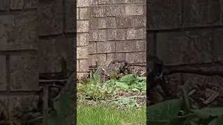 #Woodchuck #Marmot was resting  04-11-2025 1 #Shorts #Animal #Nature