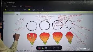 Morphology of Flowering Plants #neet #neetncert #neetbiology #ncert11 #morphologyinflowringplants