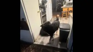 Took my dog to the vet said he&rsquo;s obese. He should exercise he said,  he will lose weight he said.