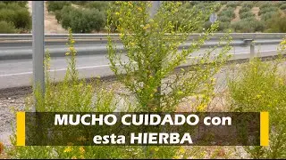 Mucho cuidado con esta HIERBA