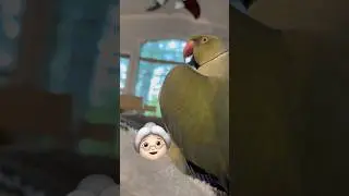 Big Grammy! 👵🏻 #talkingbird #talkingparrot #cuteanimals #funnyanimals #birb #couplecomedy #granny
