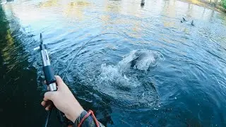 Catching a MONSTER Murray Cod in a way most of us only Dream of